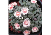 Aloinopsis - Seed